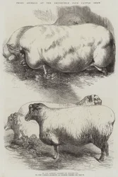 Preisgekrönte Tiere auf der Smithfield Club Viehschau